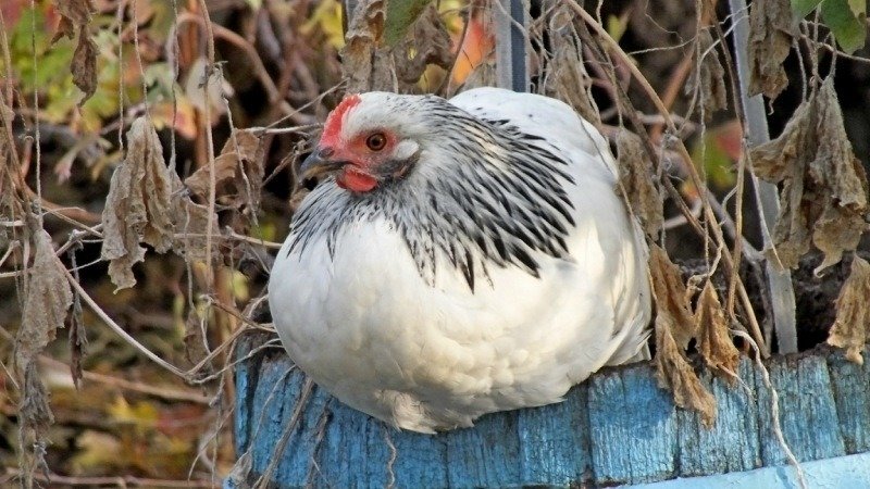 Уединение - Владимир 