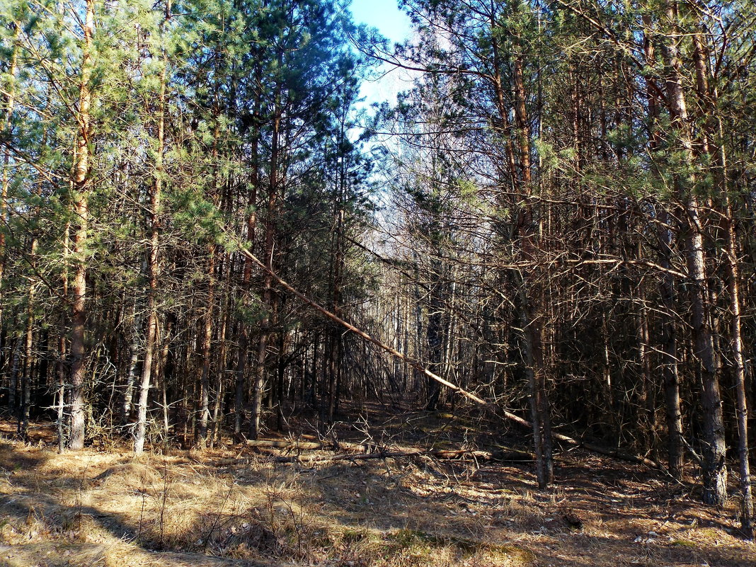 лес - Павел Карако