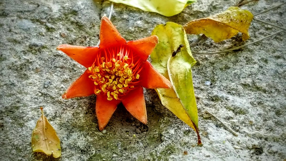 Опавший цветок граната - Ирина 