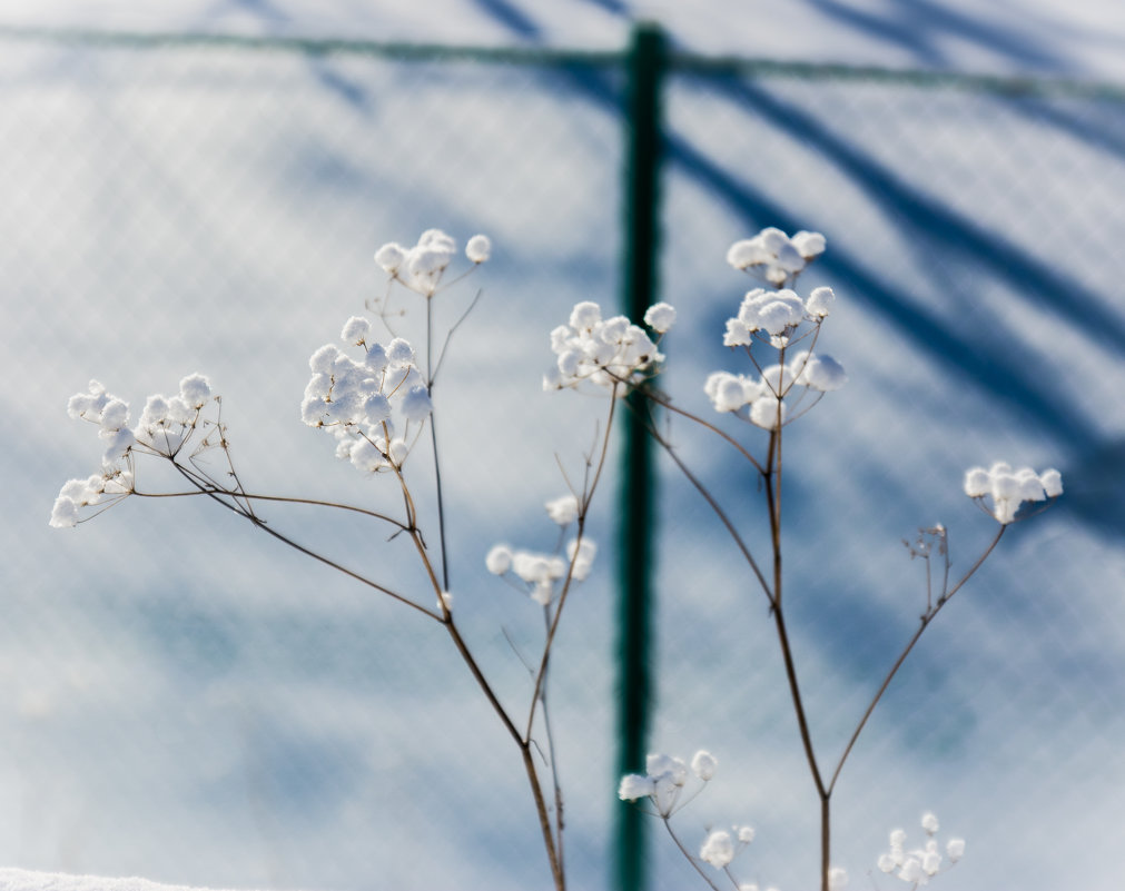 winter flower - Yuriy P.