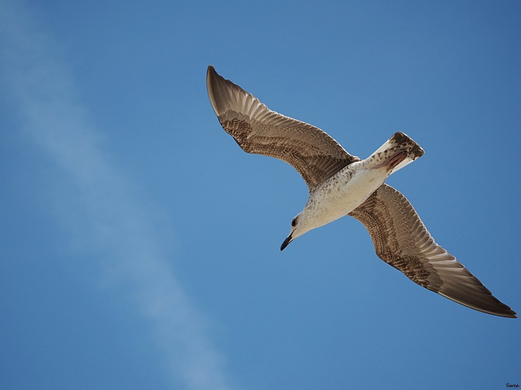 Свободный полет чайки - wea *