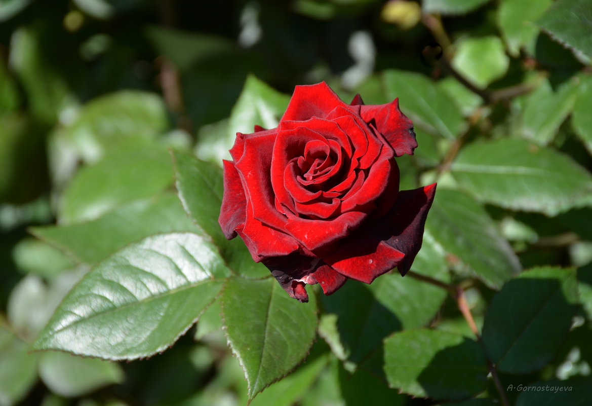 Красные розы – всегда были и будут постоянным символом любви. - Anna Gornostayeva