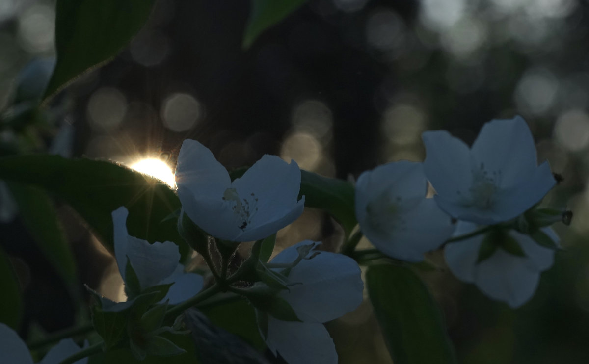 Цветы чубушника на фоне заходящего солнца - Balakhnina Irina