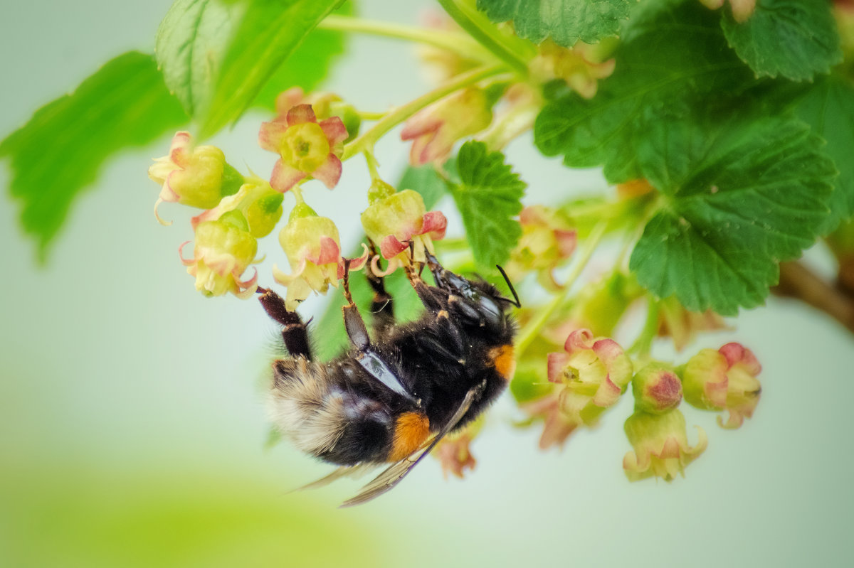 Пчелка на цветках смородины - Наталья Золотарева