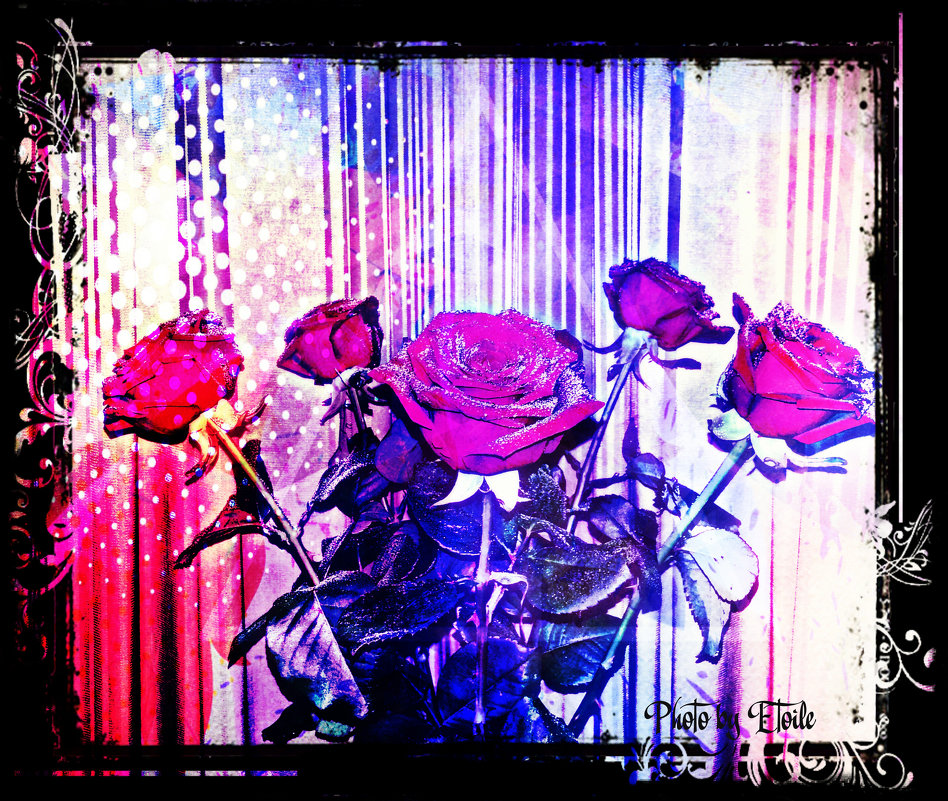 Розы - Lady Etoile