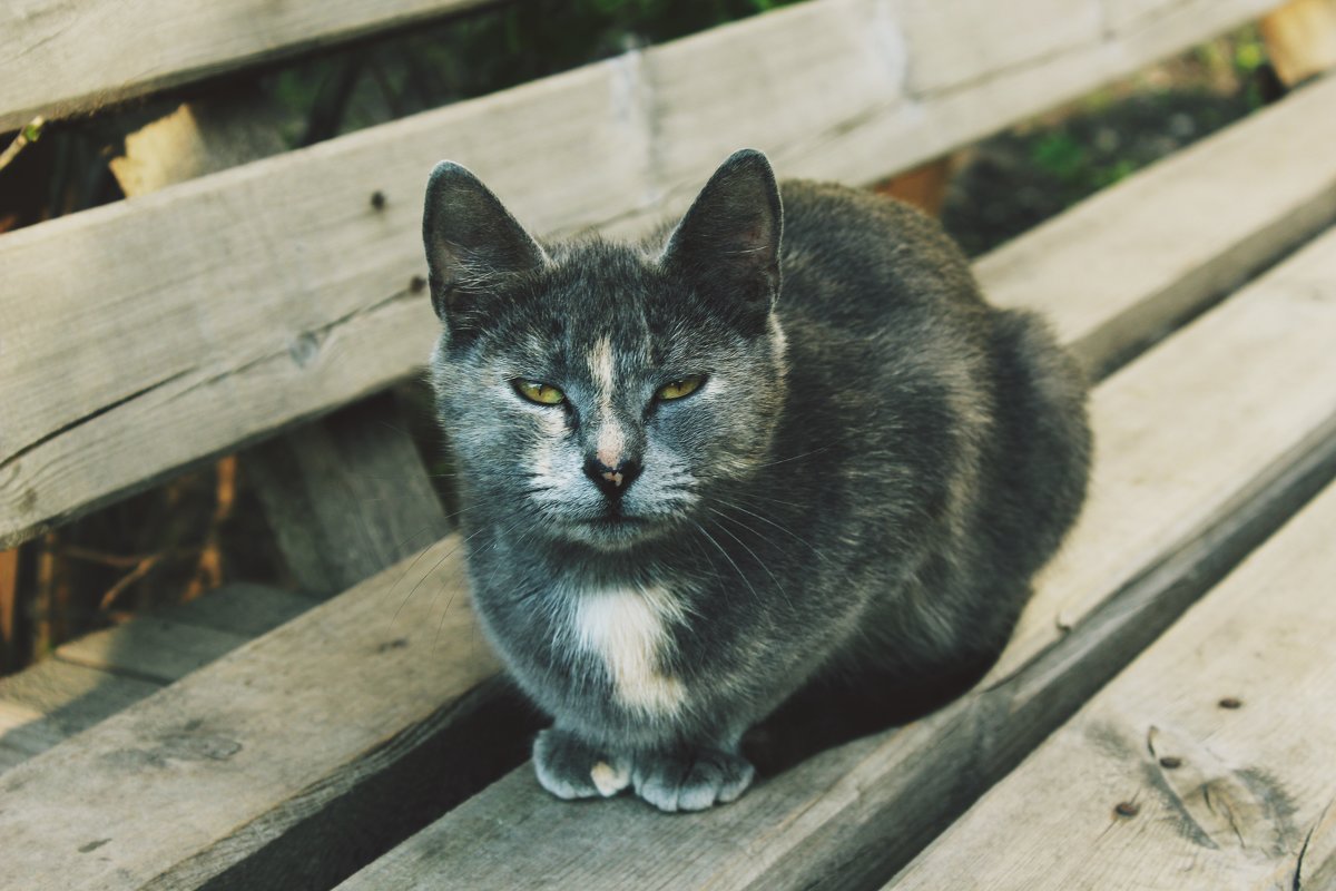 уличная кошка - Валерия Беськаев