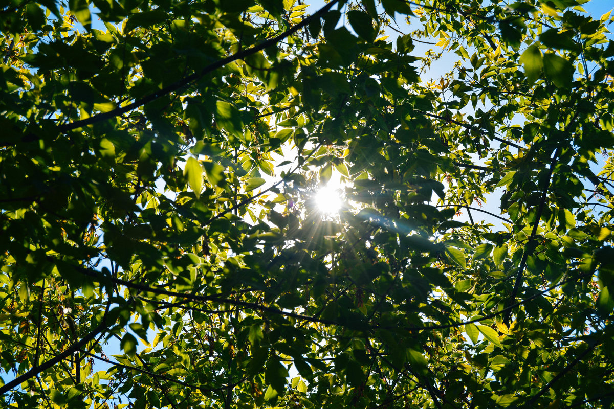 солнце пробивается сквозь листья - Света Кондрашова