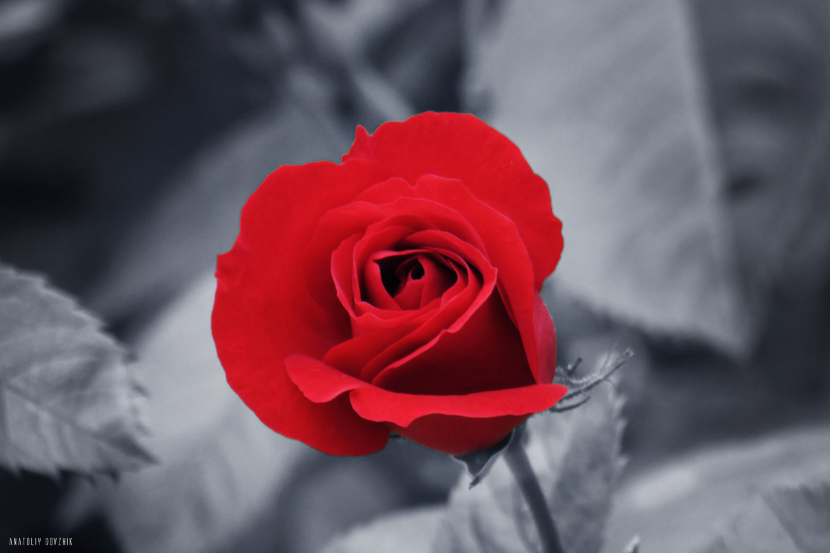 Роза на темно серо-синем фоне - Anatoly Dovzhik