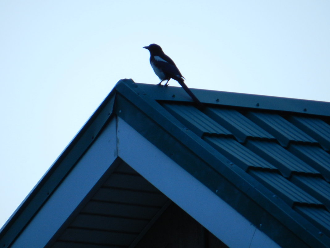 Птица на крыше - rose0503 