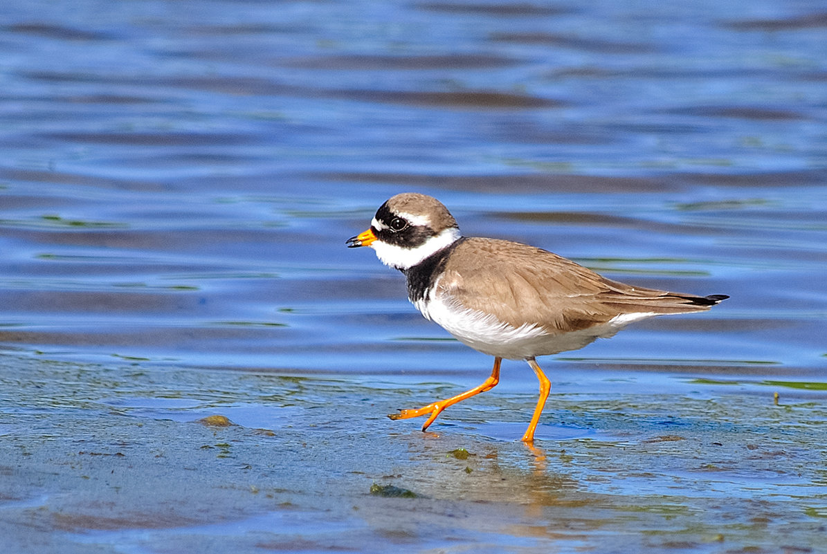 Галстучник (лат. Charadrius hiaticula) - Artyom S