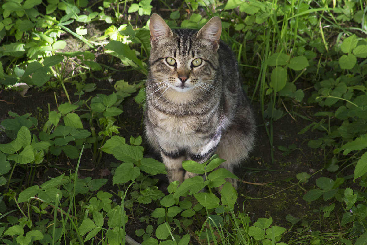 Майский котик - Aнна Зарубина