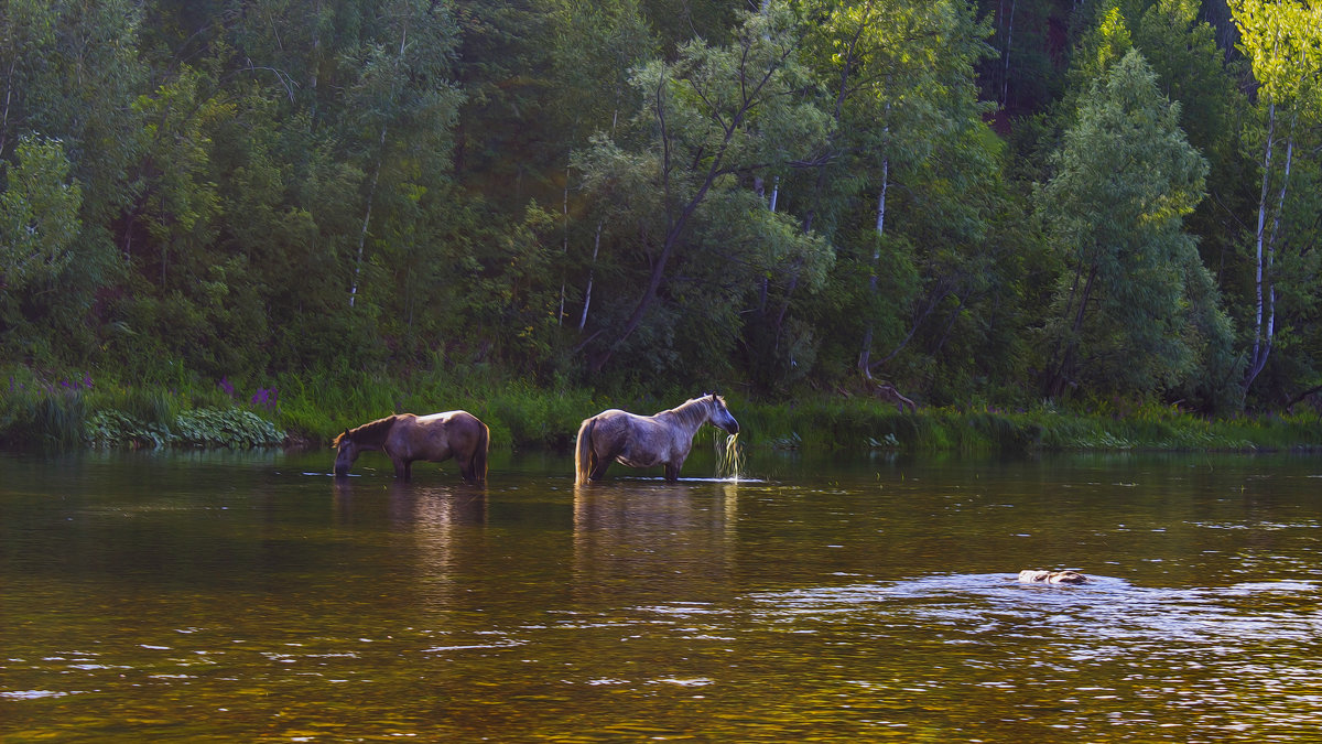 Ходят кони над рекою, ищут кони водопою... - Альмира Юсупова