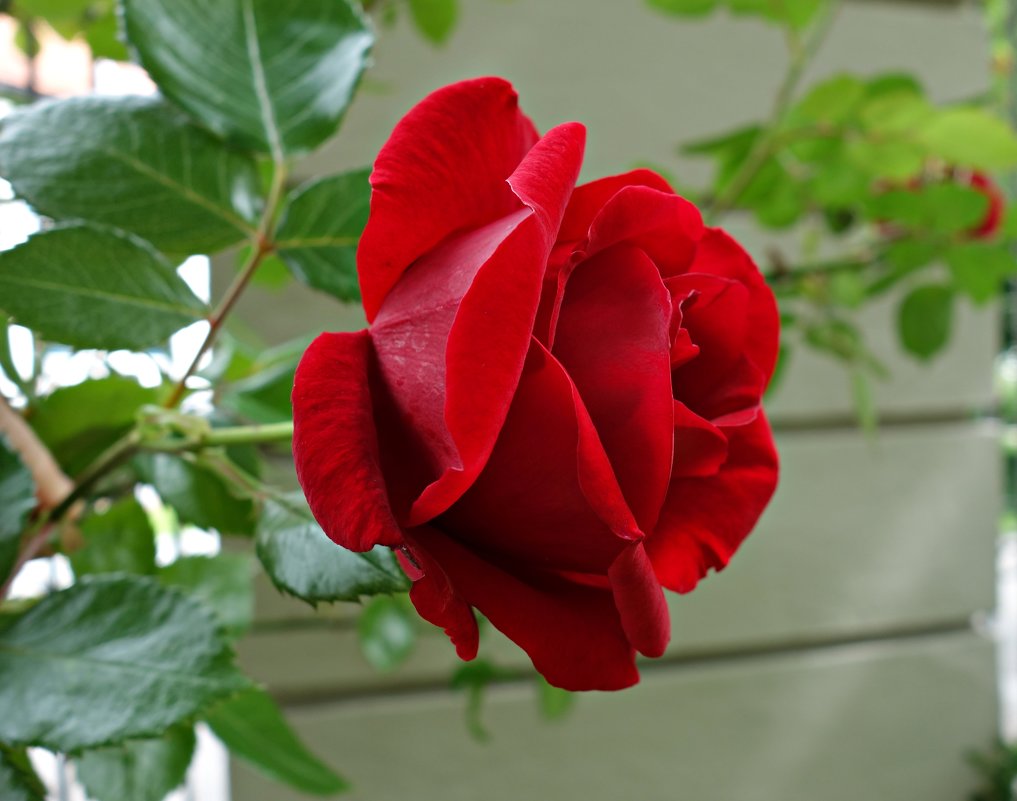 О роза, ты бываешь разной, И изумительно прекрасной… - Galina Dzubina