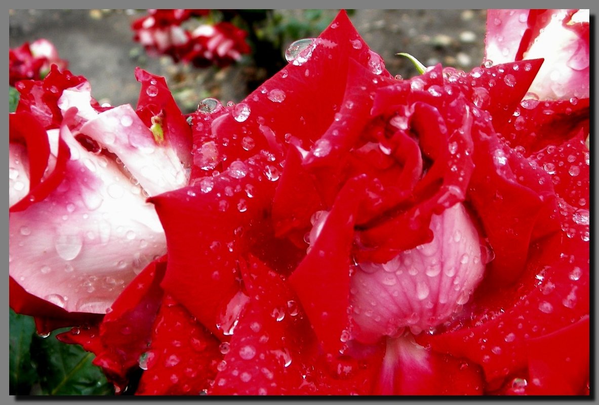 розы  и  дождь. - Ivana 