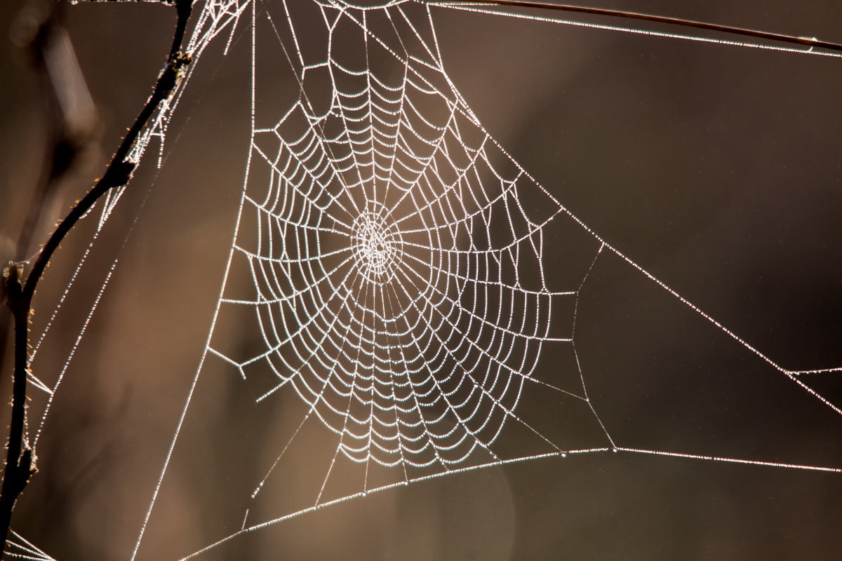 Spider Web Tits - Telegraph