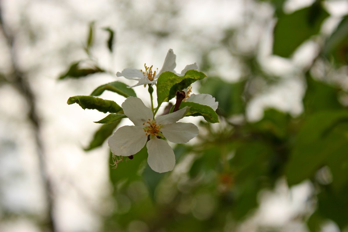 Яблочно-цветочное настроение - Марина Мишутина