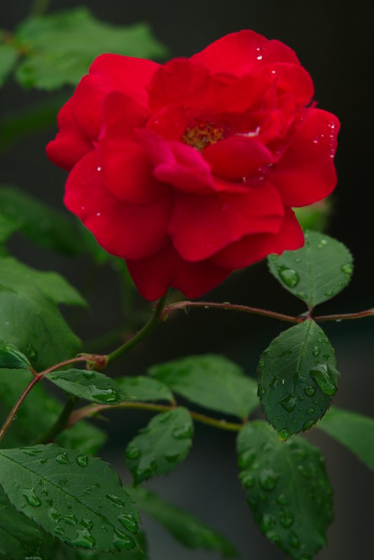 Красная роза - Лина 