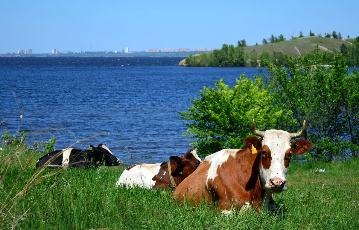 Пейзаж с коровами - Дмитрий 