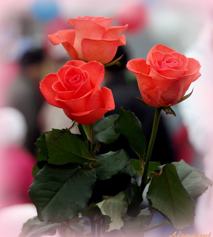 Розовые розы - Андрей Заломленков