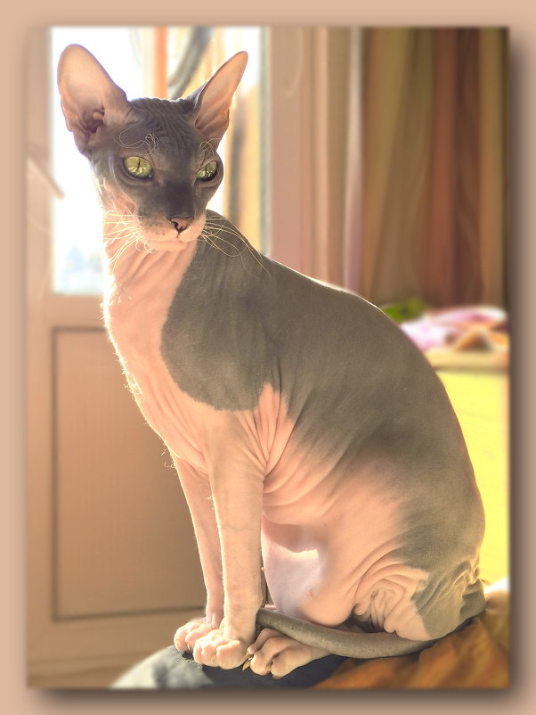 Сторожевой кот в пастельных тонах - Андрей Зайцев