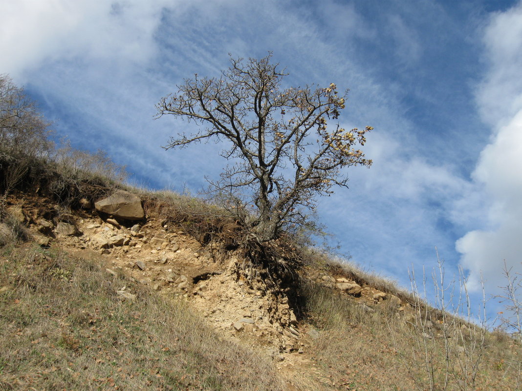 Дерево в селе Агверан - Volodya Grigoryan
