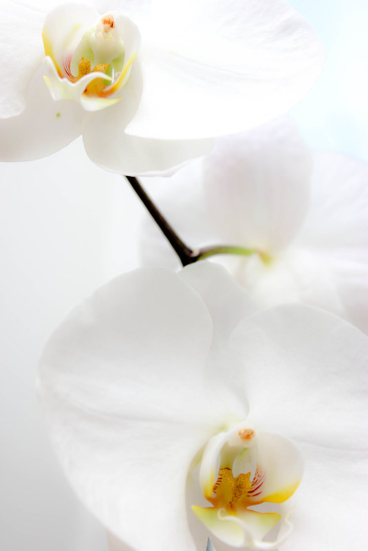 орхидея - Евгения Вахнеева