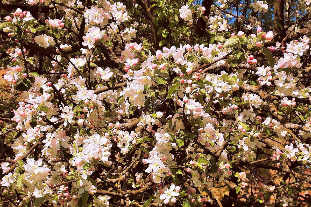 Цветы яблони. Акварель - Фотогруппа Весна