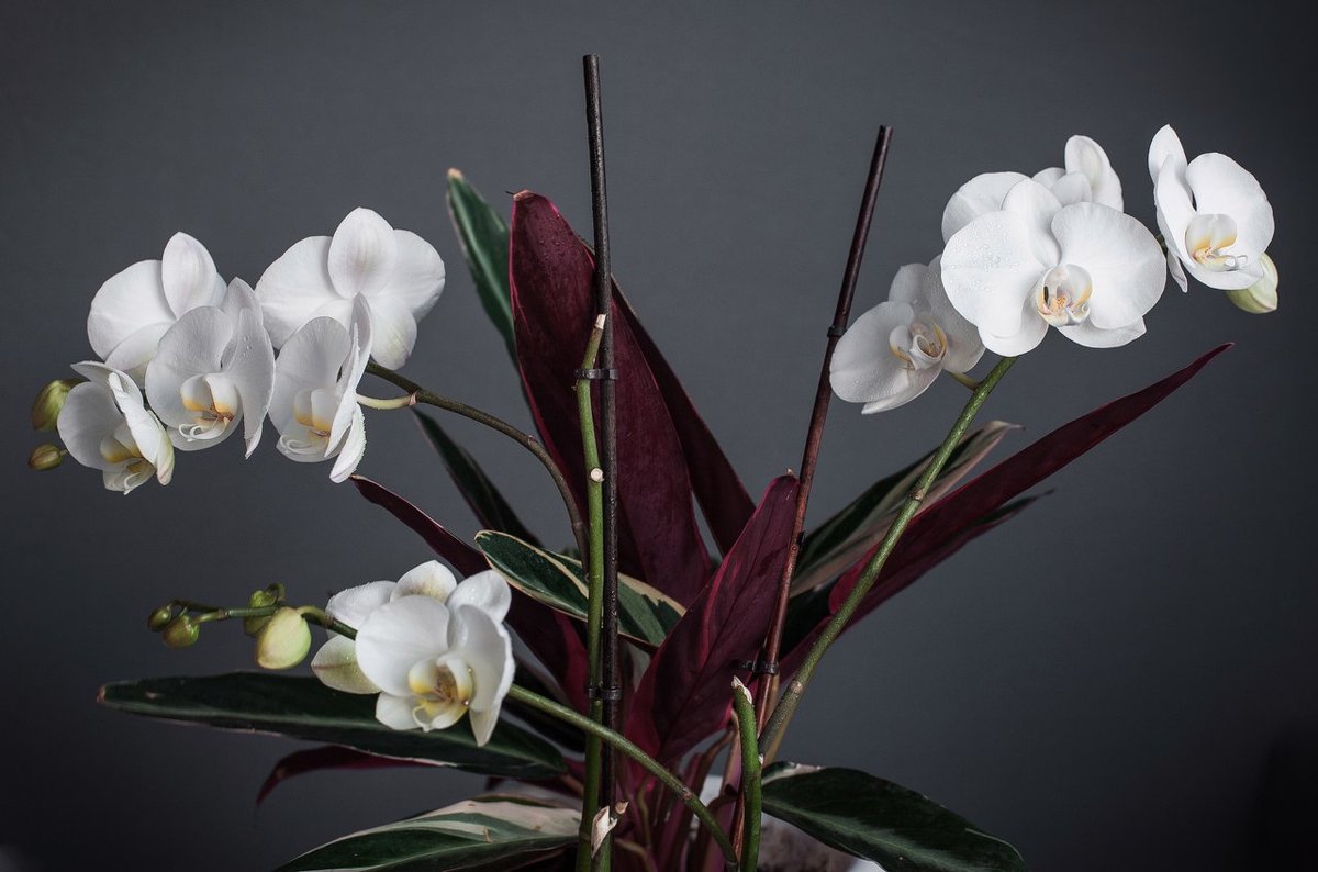 Чиста и прекрасна душа орхидеи... - Сергей Магер
