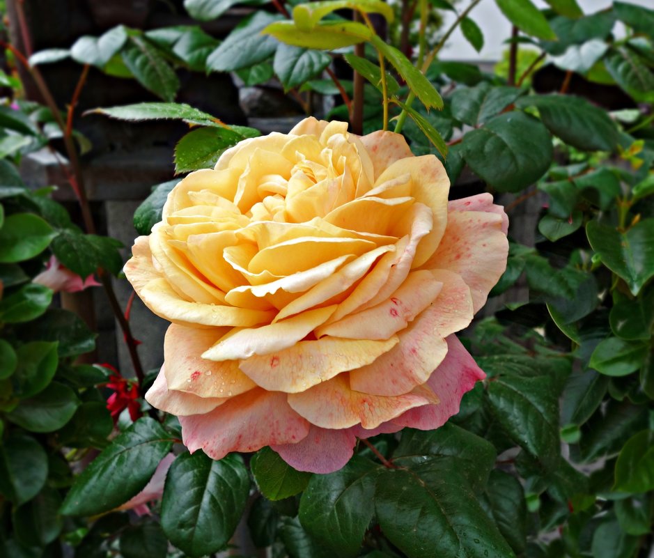 "...Источают розы, в дивном цвете, Аромат божественный в саду...." - Galina Dzubina