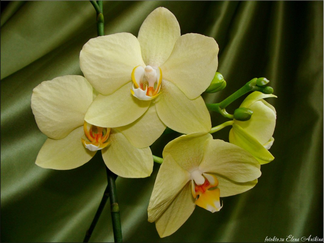 Фисташковая орхидея - °•●Елена●•° ♀