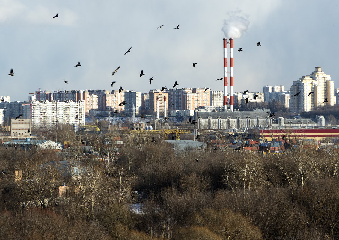 Птицы над городом - Андрей Егоров