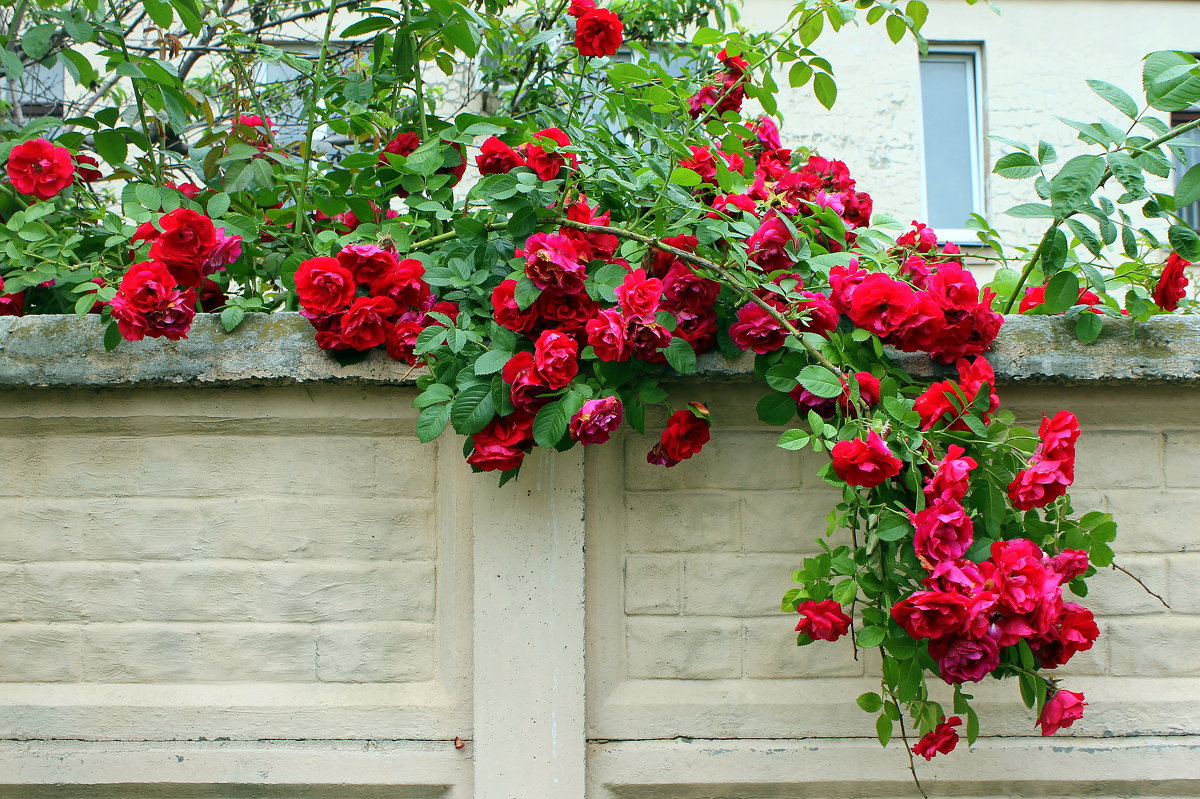 Как хороши, как свежи были розы в моем саду! ( И. Мятлев) - Валентина ツ ღ✿ღ
