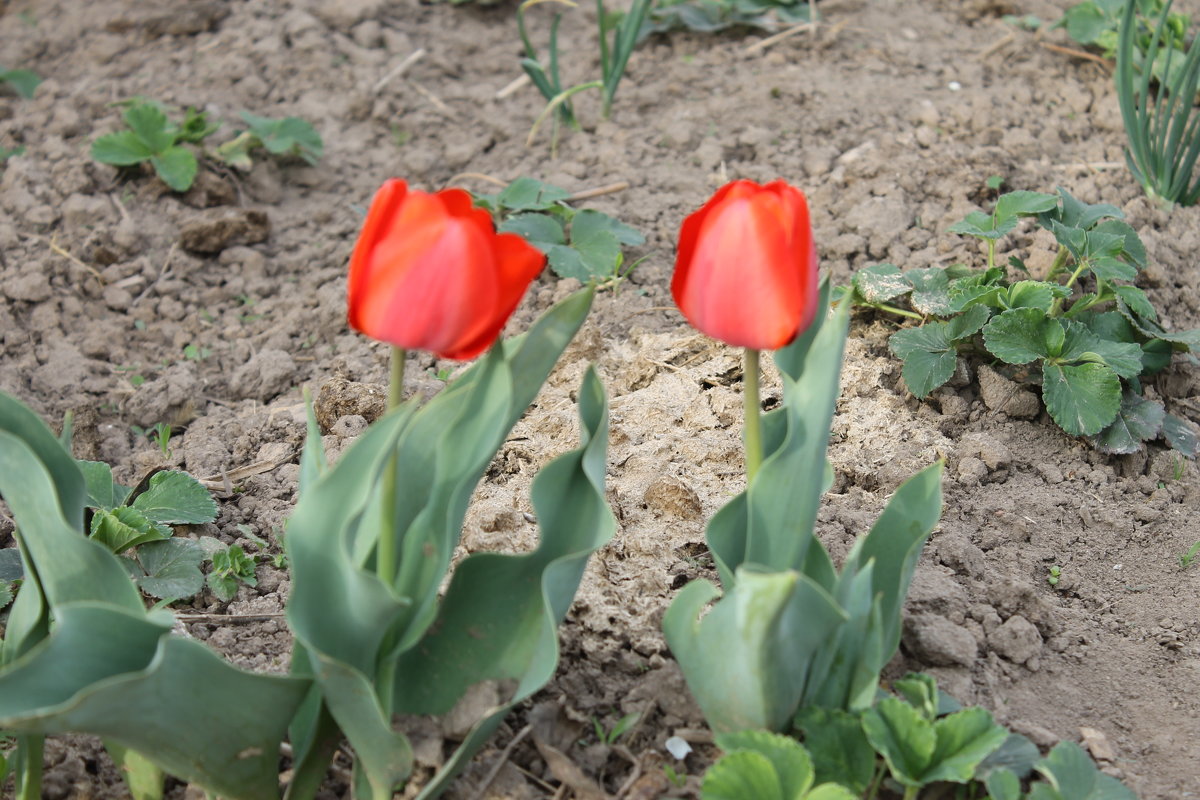 2 тюльпана - Александра Ельчина