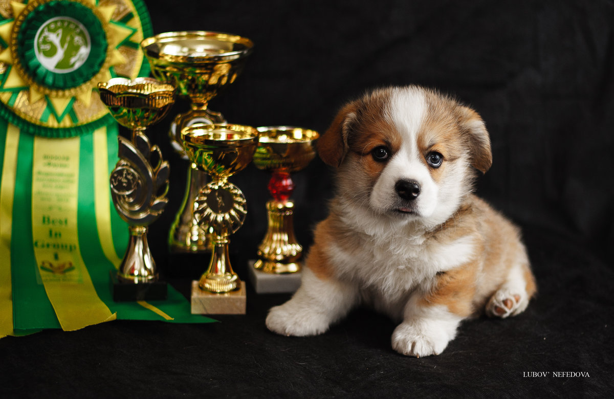 Welsh Corgi Pembroke - Любовь Нефёдова