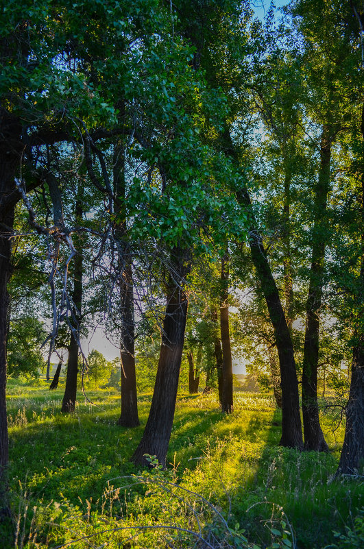 Деревья в лучах заходящего солнца - Сергей Тагиров
