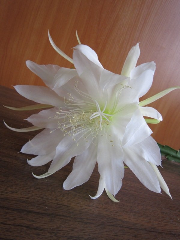 Белый кактуса цветок - Дмитрий Никитин