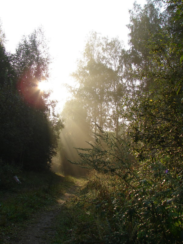 Рассвет в лесу - Анатолий Аверкин