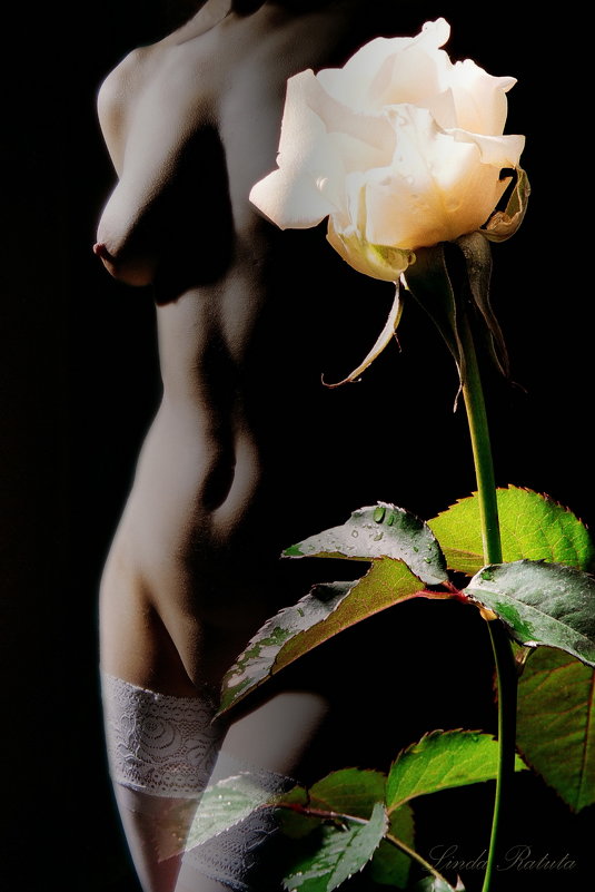 white rose - Linda Ratuta