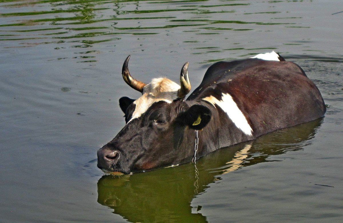 Плавающая корова - Ростислав 