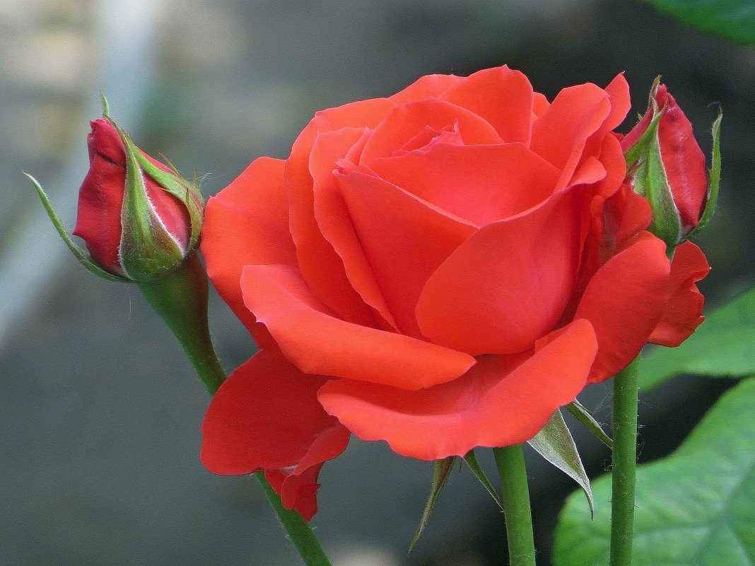 Её величество Роза - торжественный цветок. - Татьяна Смоляниченко