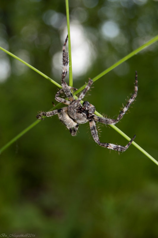 Arachnida 1 - Мария Букина