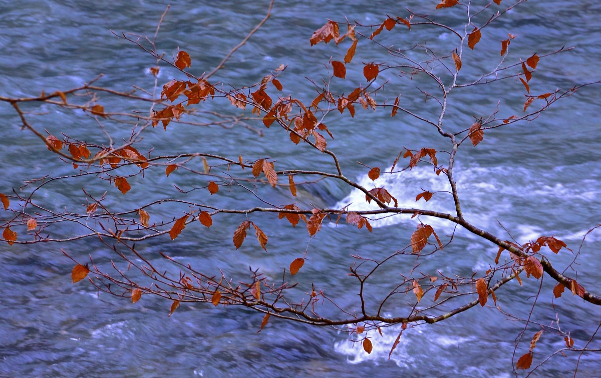 Багряные листья - Евгений Леоненко