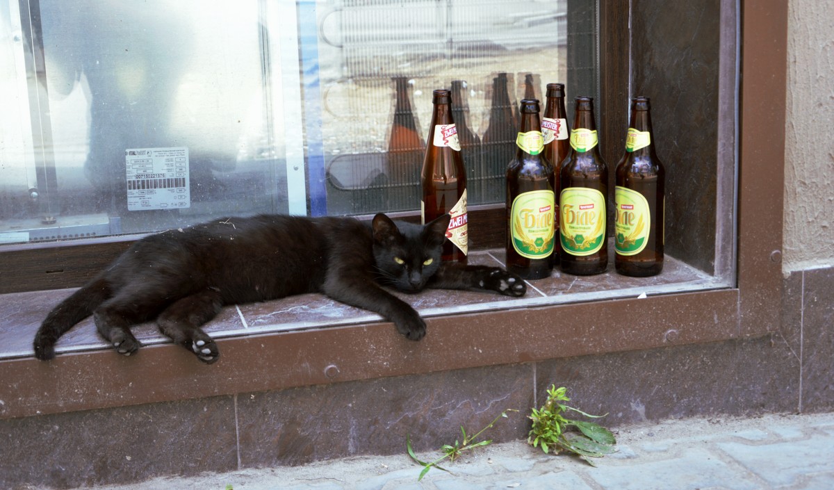 Губит кошек не пиво... - Игорь Попов