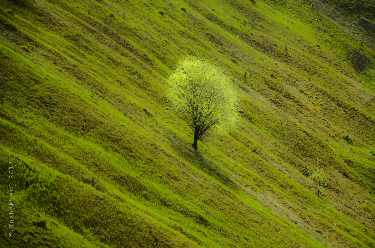 одинокое дерево - Юлия Кожухарь