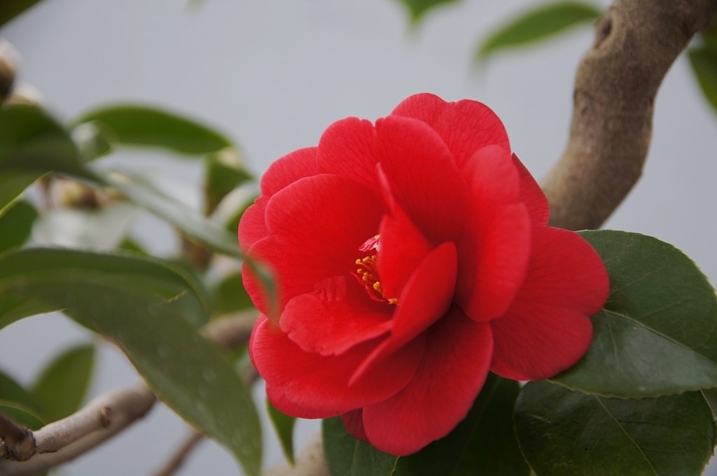 Камелия красная цветок (64 фото)