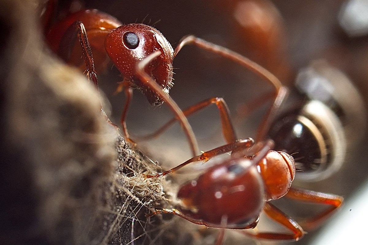 муравьи - Victor Rehemäe