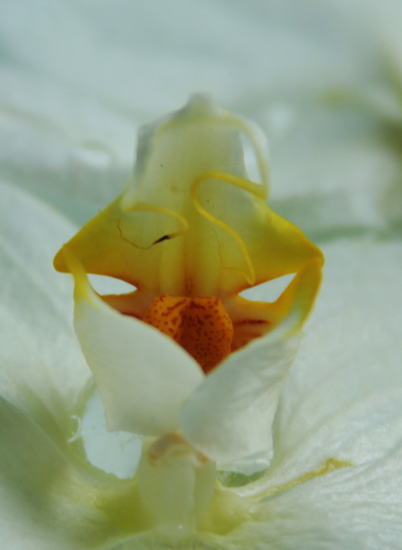 Орхидка внутри - Galina Kazakova