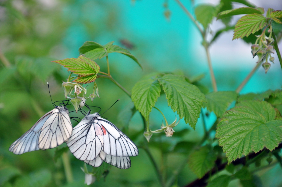 бабочки - Алиса Садыйкова