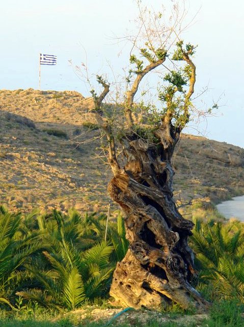Greece. Old olive tree. - Роман Королёв
