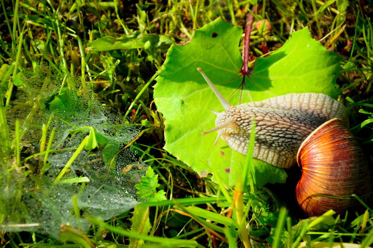 Helix pomatia - Владимир Рябцев